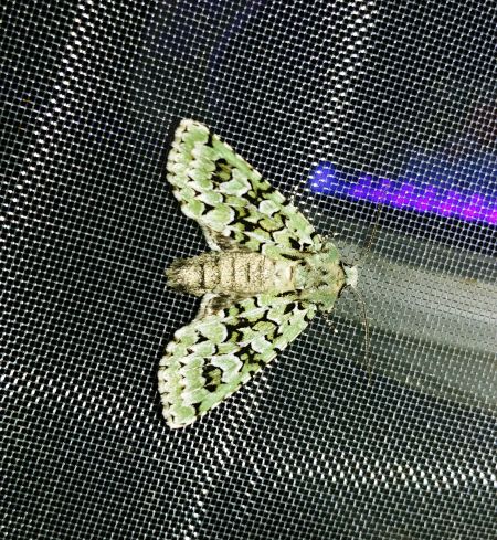Griposia aprilina 