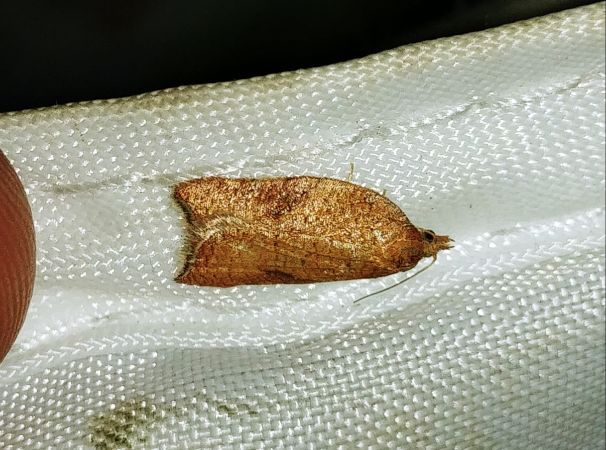 Acleris rhombana 