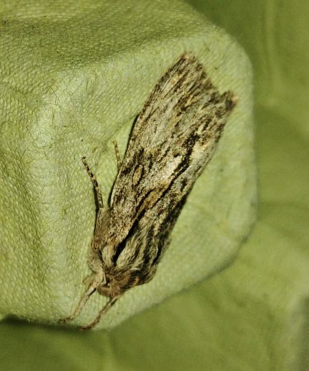 Asteroscopus sphinx 