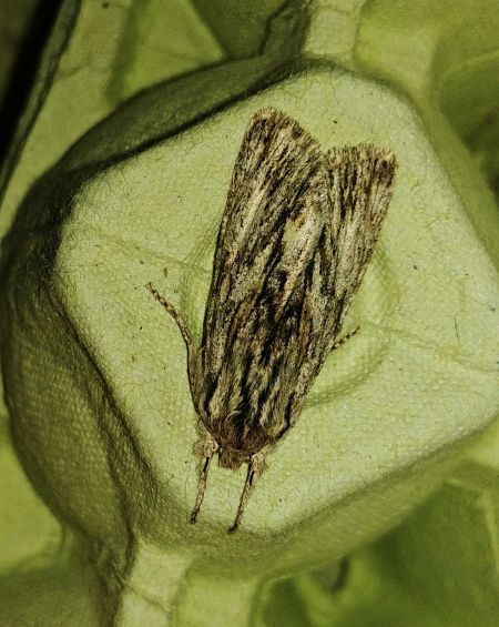 Asteroscopus sphinx 