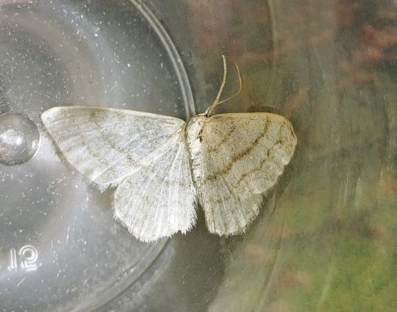 Cabera exanthemata 
