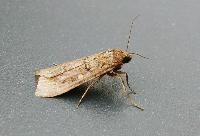 Spodoptera exigua 