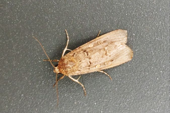 Spodoptera exigua 
