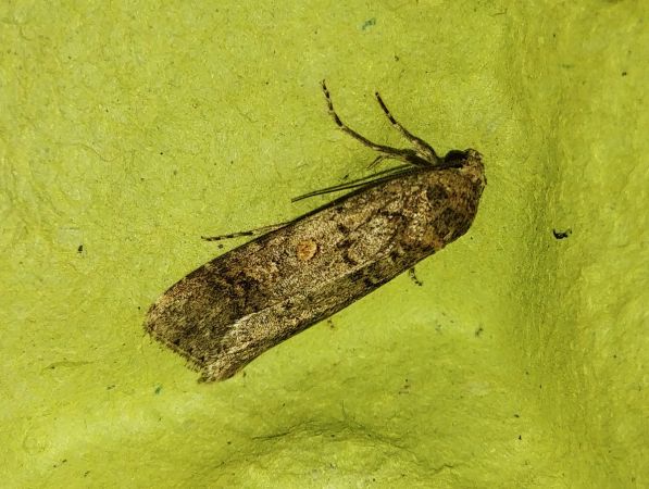 Spodoptera exigua 