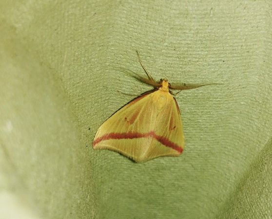 Rhodometra sacraria 