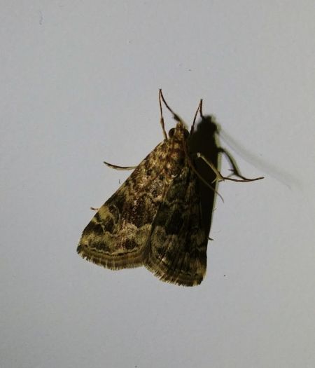 Hellula undalis 