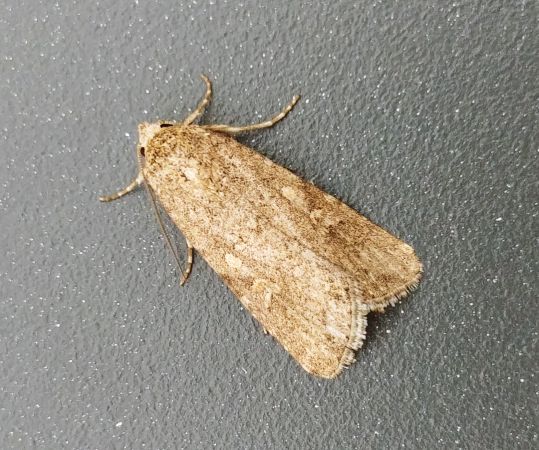 Spodoptera exigua 