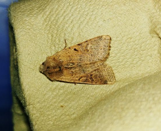 Agrochola lychnidis 