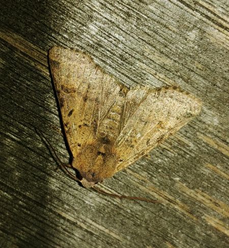 Agrochola lychnidis 