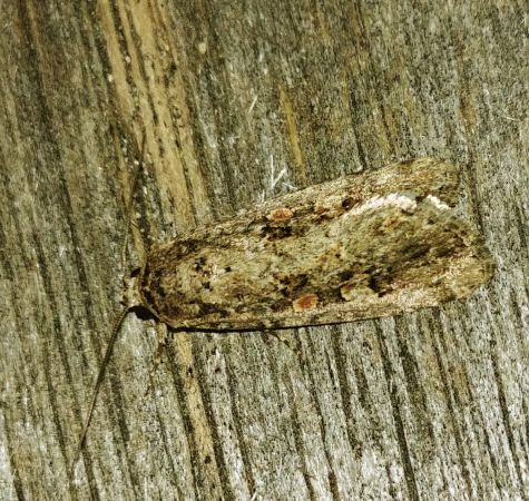 Spodoptera exigua 