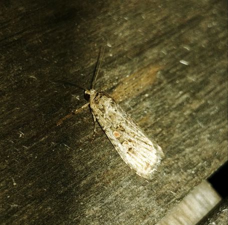 Spodoptera exigua 