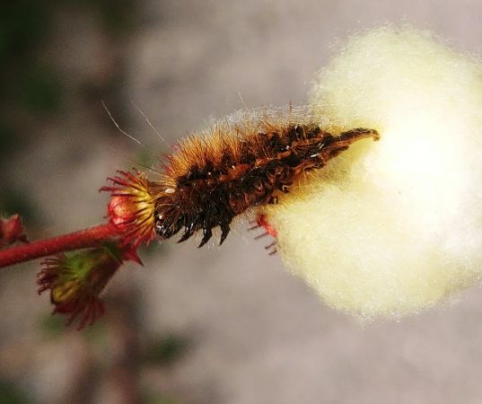 Eilema lurideola 