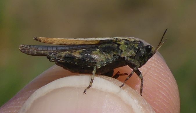 Tétrix des vasières  - Bufo Fizesan (Bufo)