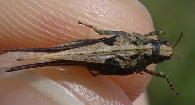 Tétrix des vasières  - Bufo Fizesan (Bufo)