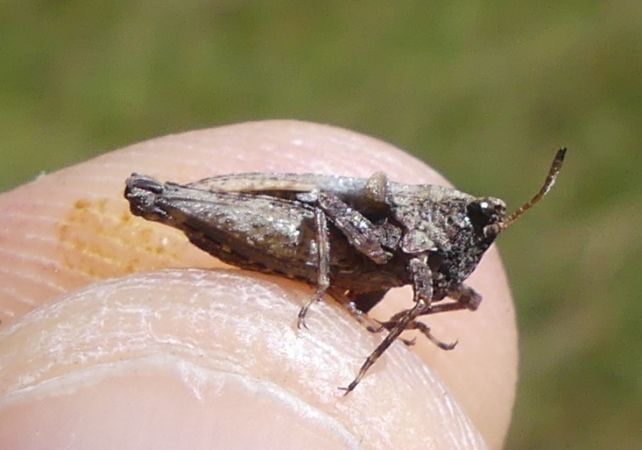 Tétrix commun  - Bufo Fizesan (Bufo)