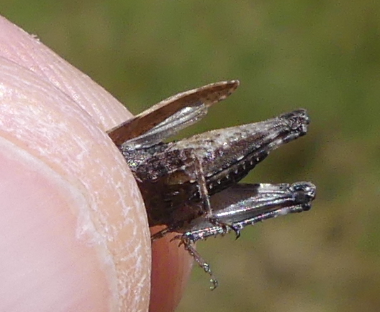 Tétrix commun  - Bufo Fizesan (Bufo)