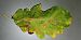 Stigmella roborella 