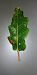Stigmella roborella 