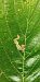 Stigmella nylandriella 