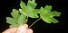 Stigmella aceris 