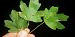 Stigmella aceris 