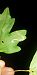 Stigmella aceris 