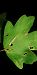 Stigmella aceris 