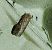 Spodoptera exigua 