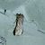 Spodoptera exigua 