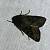 Noctuelle anthracite 