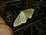 Idaea straminata 