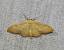 Idaea straminata 