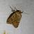 Agrochola laevis 