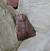 Hoplodrina indéterminé 