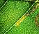Stigmella alnetella 