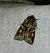 Dichonia convergens 