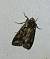 Dichonia convergens 