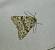 Polymixis rufocincta 