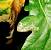 Stigmella roborella 