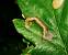 Stigmella roborella 