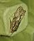 Asteroscopus sphinx 