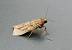 Spodoptera exigua 