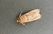Spodoptera exigua 