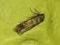 Spodoptera exigua 