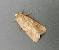 Spodoptera exigua 