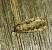 Spodoptera exigua 