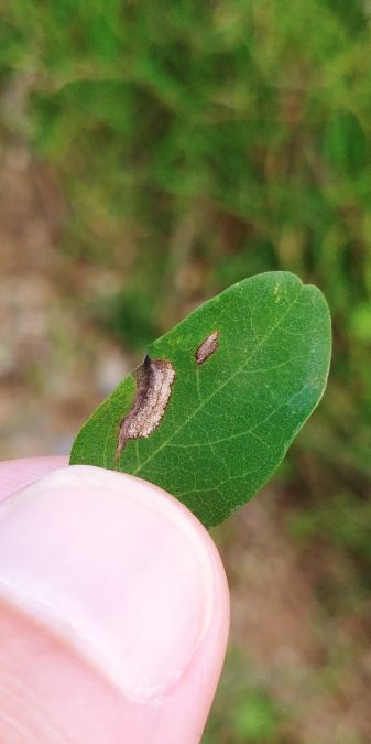 Macrosaccus robiniella 