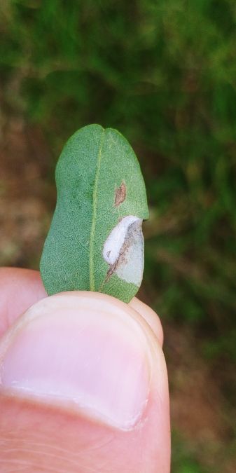 Macrosaccus robiniella 