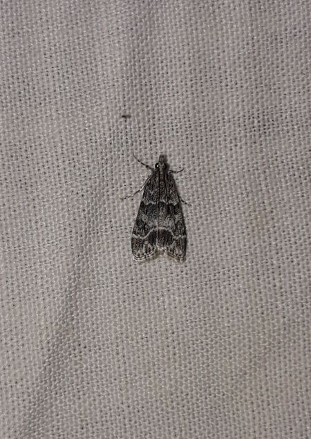 Eudonia mercurella  - Sylvain Lethuillier