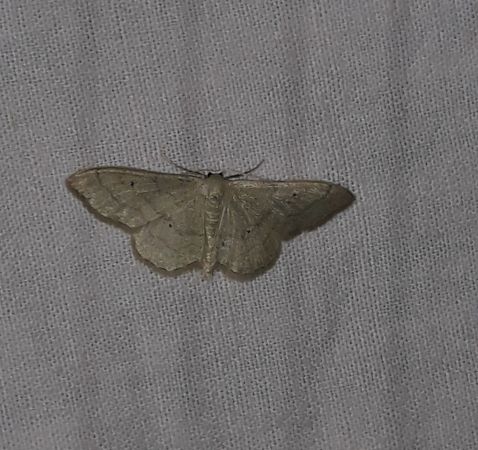 Idaea straminata  - Sylvain Lethuillier